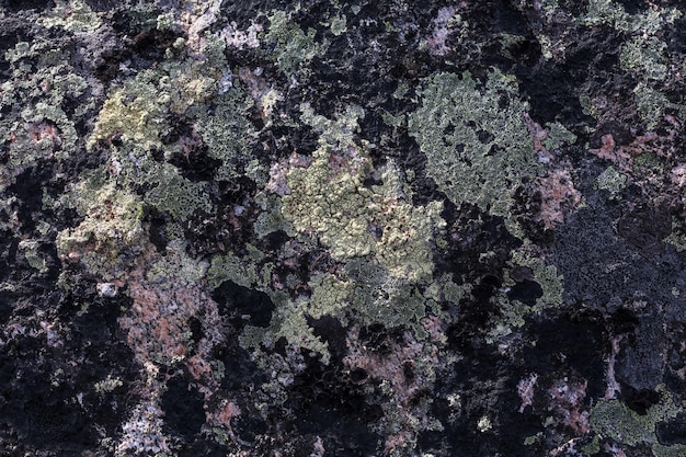 Lichens on rocks texture abstraction close up