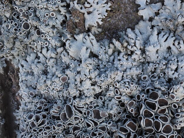 lichens on tree bark