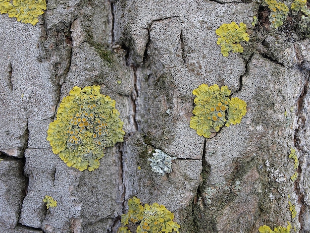 이끼 노란색 Xanthoria 벽 또는 벽 갈조색 Xanthoria parietina 및 회색 Parmelia sulcata