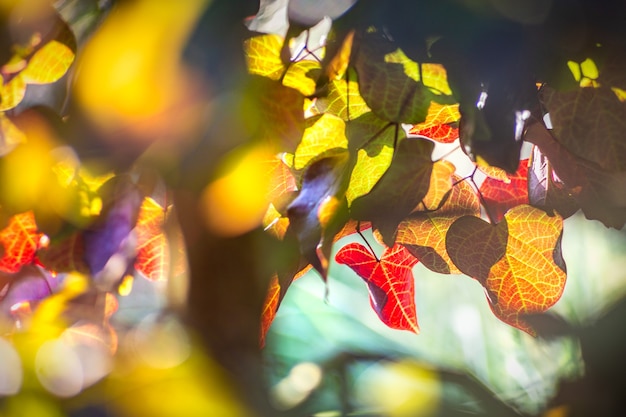 Foto licht door de bladeren van een judasboom (cercis siliquastrum)