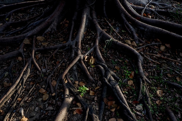licht en schaduw van Banyan boom Wortels op het bos grond voor de natuur achtergrond