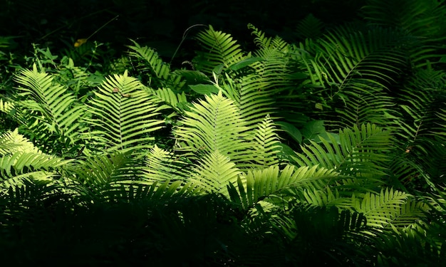 Licht gespot in een gebied van dicht, weelderig groen varenveld