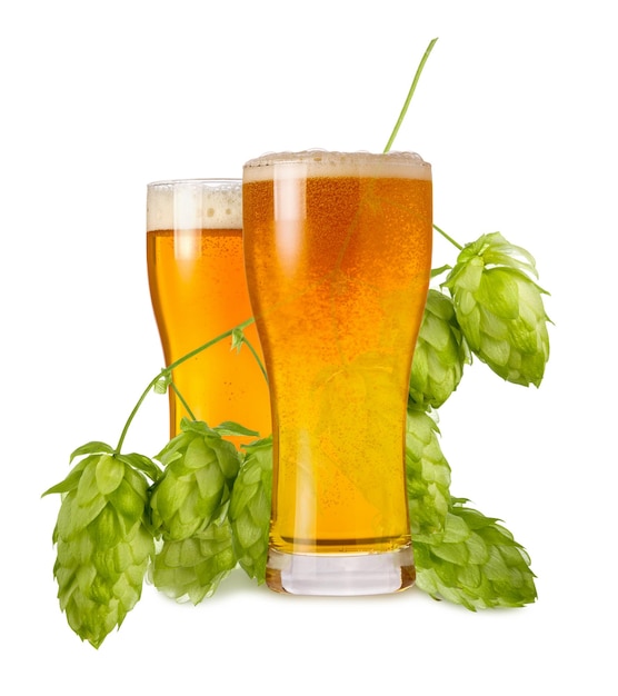 Licht India Pale Ale bier in twee glazen met tak hopbellen geïsoleerd op een witte achtergrond
