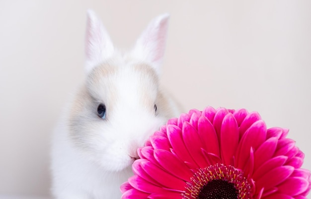 Licht konijntje babykonijn met grote rode bloem op achtergrond