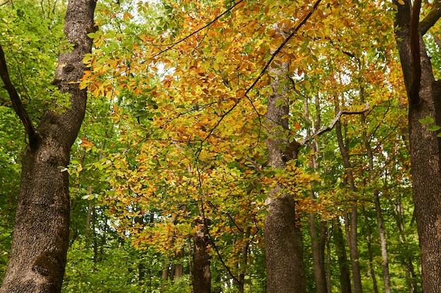 Licht loofbos met oude bomen in de vroege herfst