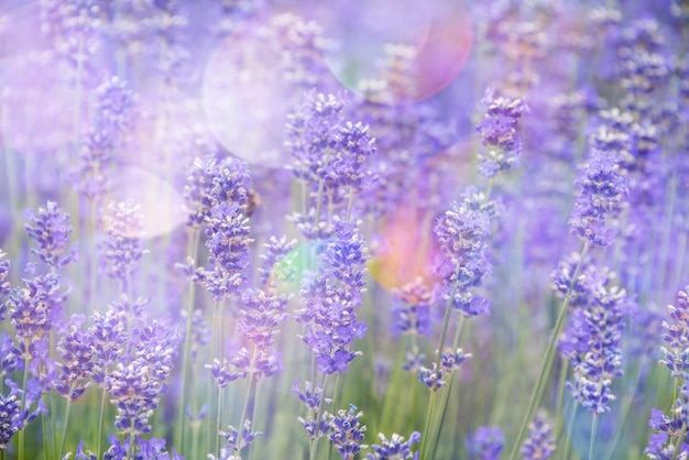 Licht paarse bloemen zomerbloemen en groene bladeren tropisch patroon op blauwe lucht