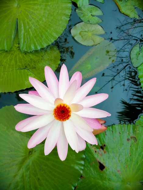 Licht roze lotus in de vijver.