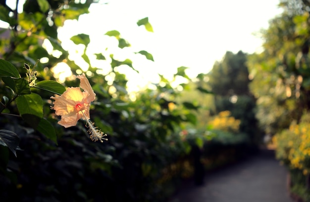 Lichtbeige pastelgele hibiscus bloemenjungle Pathway bestrating met gouden zonlicht bij zonsondergang