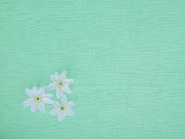 Lichtblauwe achtergrond. Witte bloemen.