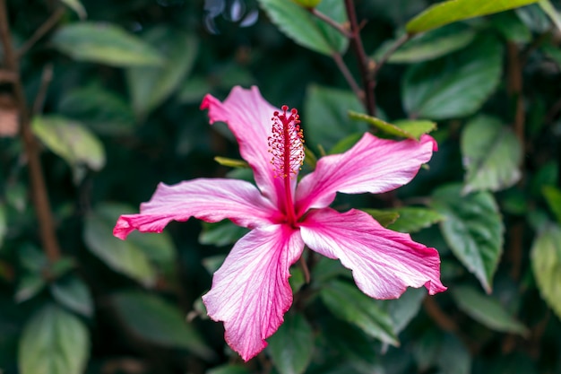 lichtblauwe bloem met gele onscherpe achtergrond