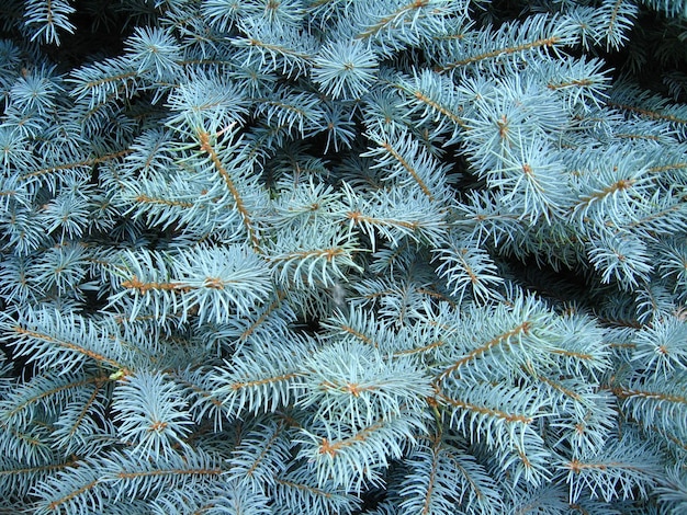 Lichtblauwe takken van slanke jonge bontboom