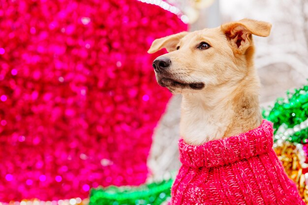 Lichtbruine hond zittend op roze decoratieve achtergrond