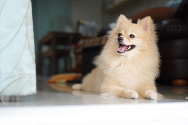 Lichtbruine pommeren hond is op zoek naar iets