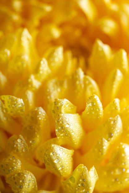 Lichte close-up van gele chrysantenbloem Grote chrysantenbloem