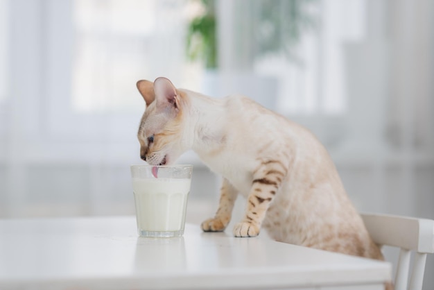 Lichte kat Bengal drinkt melk uit een glas dat op tafel staat. Het gebruik van melk