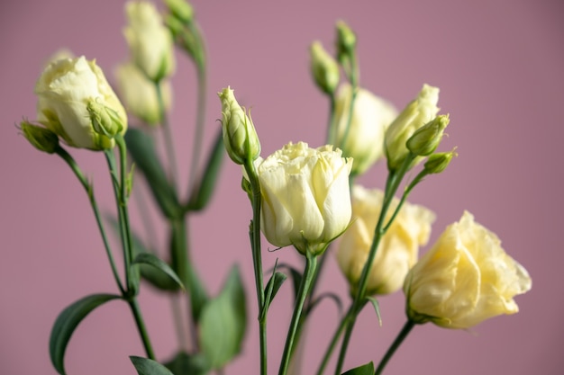 Foto lichte lisianthuses op een roze muur.