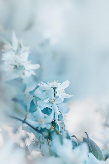 Lichte natuurlijke achtergrond met witte bloemen op een onscherpe achtergrond