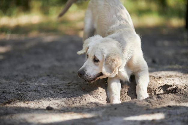 Lichtgekleurd golden retriever-puppy graaft een gat in de grond. Een retriever-puppy graaft een gat.