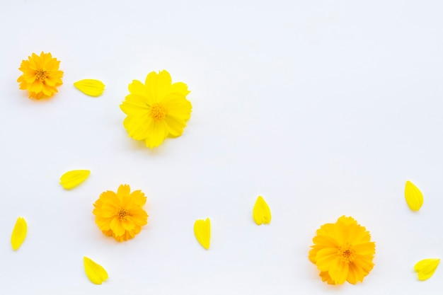 Foto lichtgele bloemen op witte achtergrond