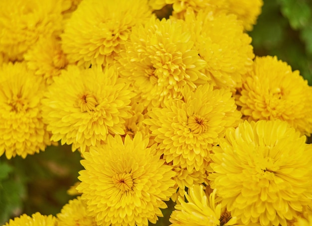 Lichtgele chrysant bloem achtergrond