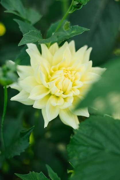 Foto lichtgele dahlia bloem in de tuin