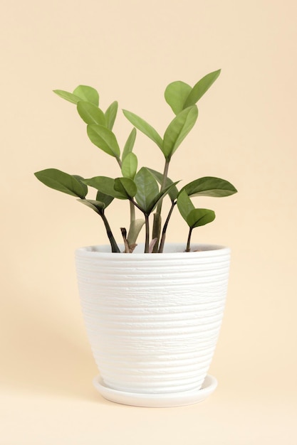 Lichtgele ondergrond met een kamerplant in een witte pot