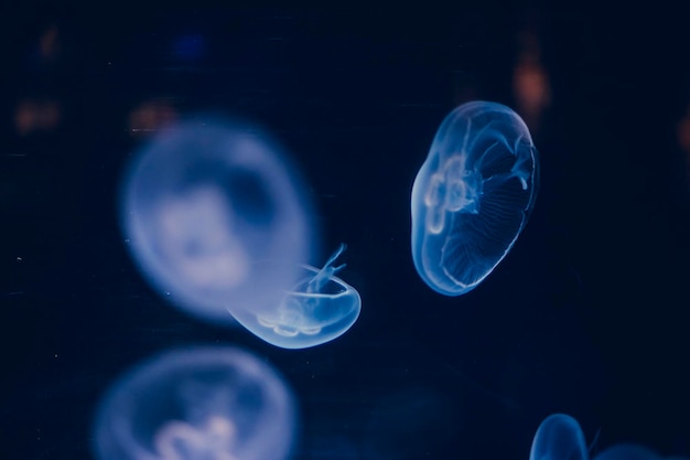 lichtgevende groep kwallen zwemmen in de bodem van de zee. gelatineuze vormen