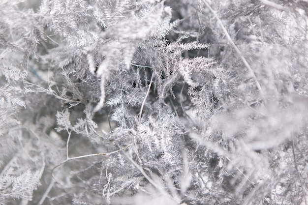 Lichtgrijze bloemenachtergrond van varens. Close-up floristiek samenstelling van asperges setaceus vergelijkbaar met wintermist op raam. Vakantie, versheid en kou decoratie concept