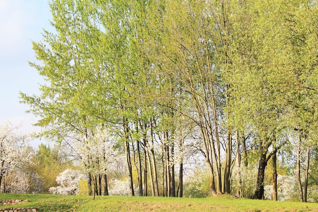 Lichtgroen jong gebladerte dat speelt in de felle zon