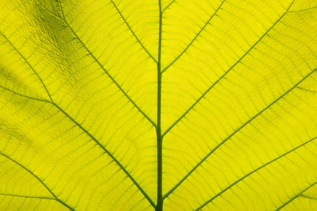 Foto lichtgroene bladeren, gouden teakbladeren