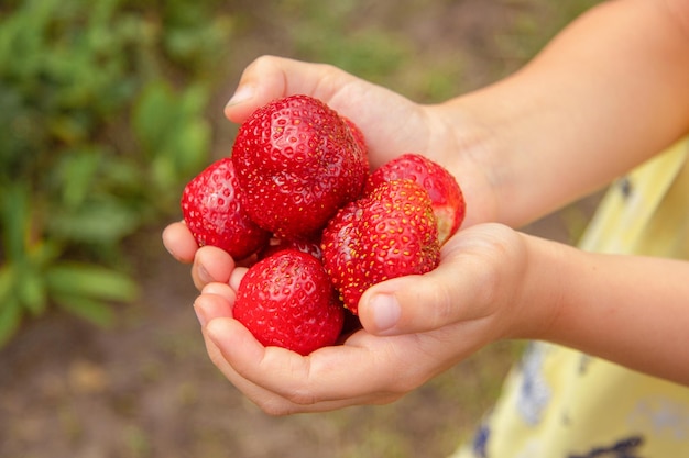 Lichthuidige meisjeskleuter houdt in zijn handen een grote verse rode aardbeien Oogst in de zomer