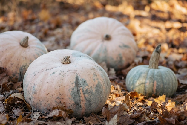 Lichtoranje en groene pompoenen in het bos op zonnige dag