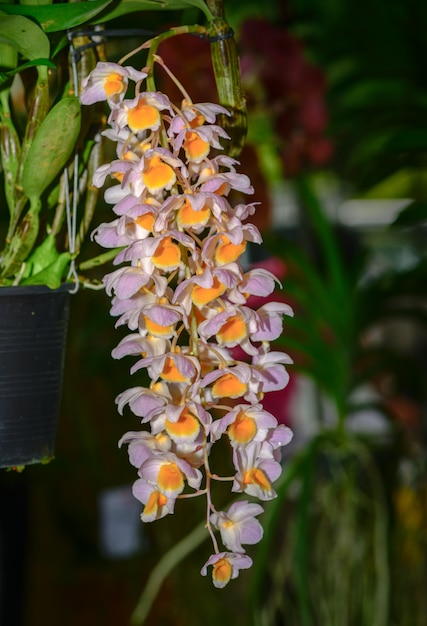 Lichtpaarse en gele Dendrobium-aggregatumbloem