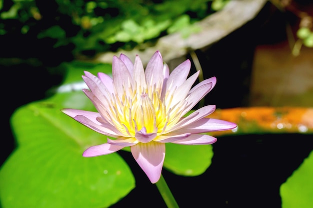 Lichtpaarse lotusbloem in de ochtend