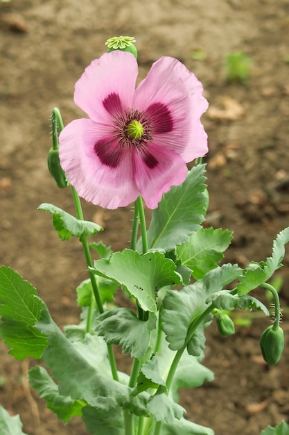 lichtpaarse papaver groeit in een papaverteeltconcept in een tuinbed