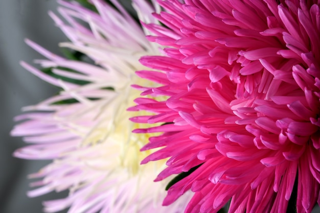 Lichtroze aster close-up macrofotografie