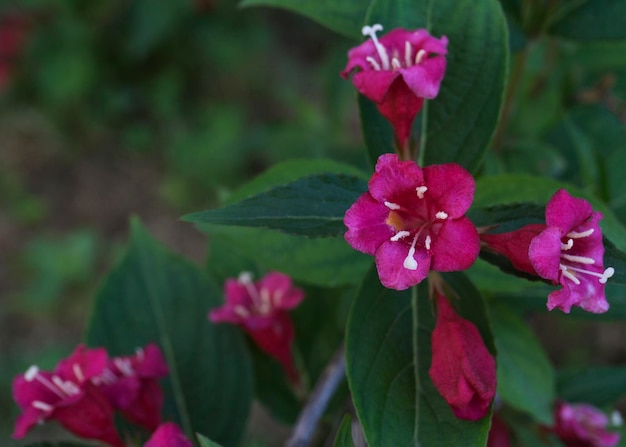 Lichtroze bloemen van Kolkwitzia amabilis 11