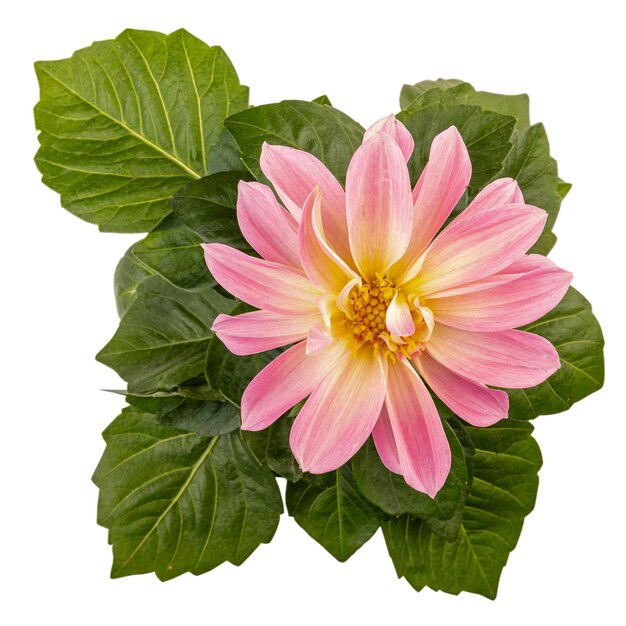 Lichtroze dahlia