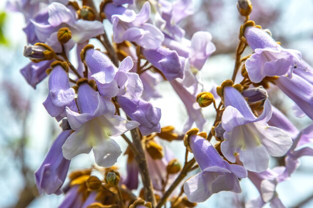 Foto lichtroze kop van bloeiende lente magnolia bloem botaniek en bloemen