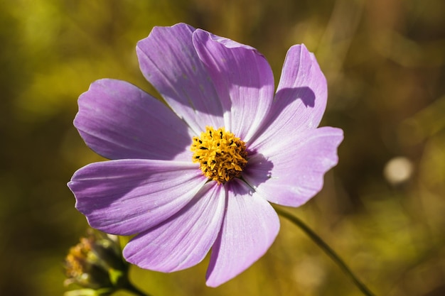 Lichtroze kosmosbloem met onscherpe achtergrond