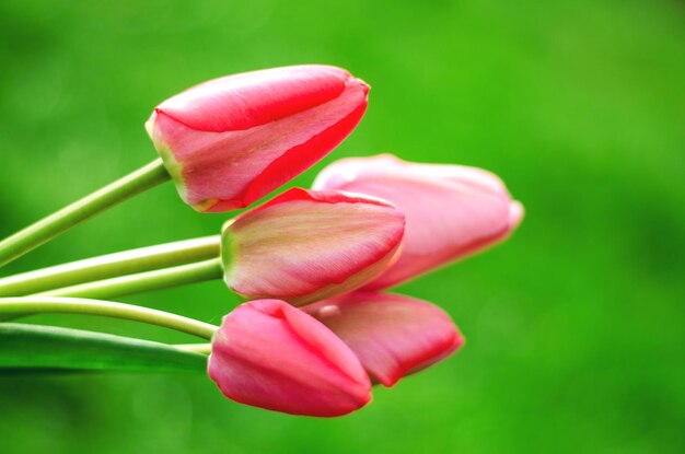 Lichtroze tulpen op een groene achtergrond