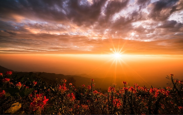 Lichtstralen van de zon die op de prachtige rode bloemen schitteren.