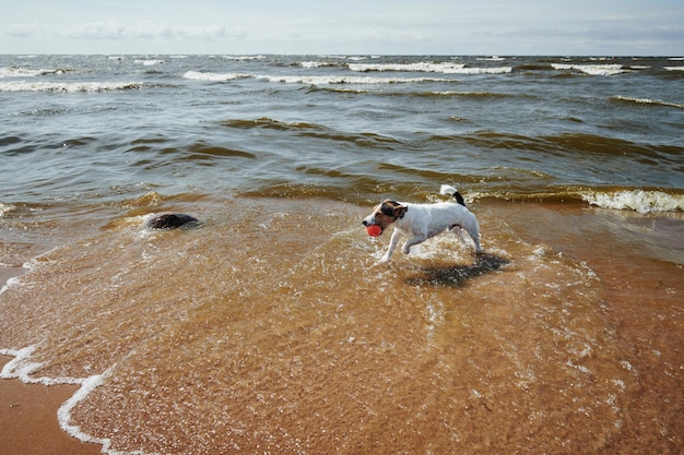 Lief hondenspel met oranje balspeelgoed op het strand