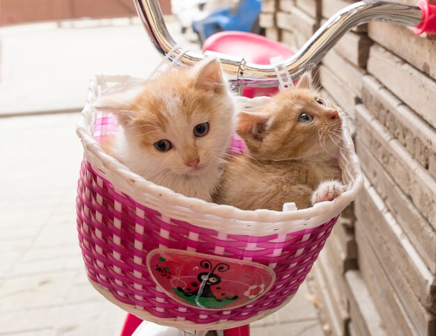 Lief katje in de fietsmand