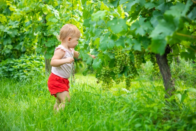 Lief klein babymeisje dat verse rijpe druiven plukt in een mooie zonnige zomerwijngaard in praag cze...