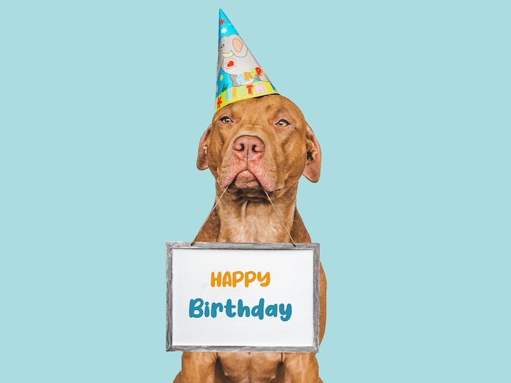 Foto lief mooi bruin puppy en feestmuts