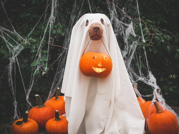 Lief mooi bruin puppy- en spookkostuum