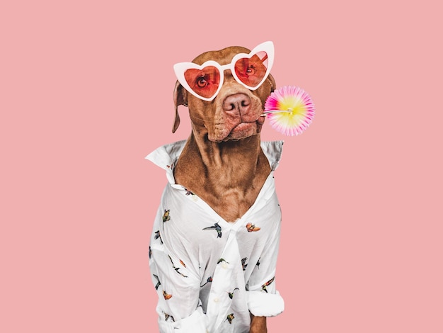 Lief mooi bruin puppy stijlvol shirt en hartvormige zonnebril