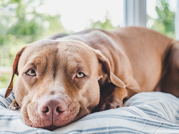 Lief, mooi puppy van bruine kleur. Close-up, binnen. Dag licht. Concept van zorg, onderwijs, gehoorzaamheidstraining en het opvoeden van huisdieren