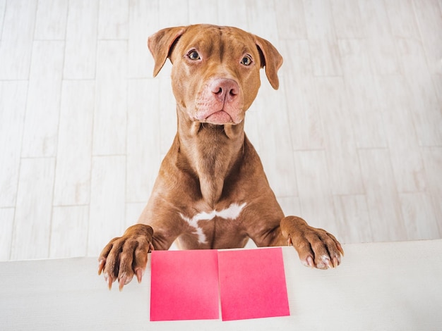 Lief mooi puppy van bruine kleur en wenskaart